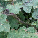 Plancia ëd Solanum campechiense L.