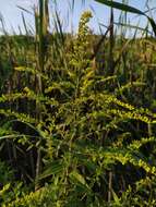 Image of Solidago rugosa var. sphagnophila C. Graves