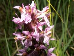 Dactylorhiza incarnata subsp. cruenta (O. F. Müll.) P. D. Sell resmi