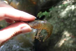 Macrobrachium nipponense (De Haan 1849) resmi