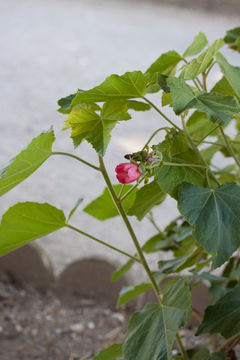 Image of <i>Phymosia umbellata</i> (Cav.) Kearney