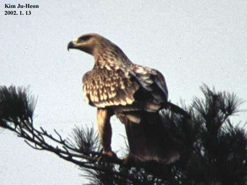 Image of Asian Imperial Eagle