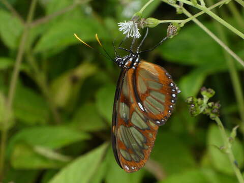 Image de Eutresis hypereia Doubleday (1847)