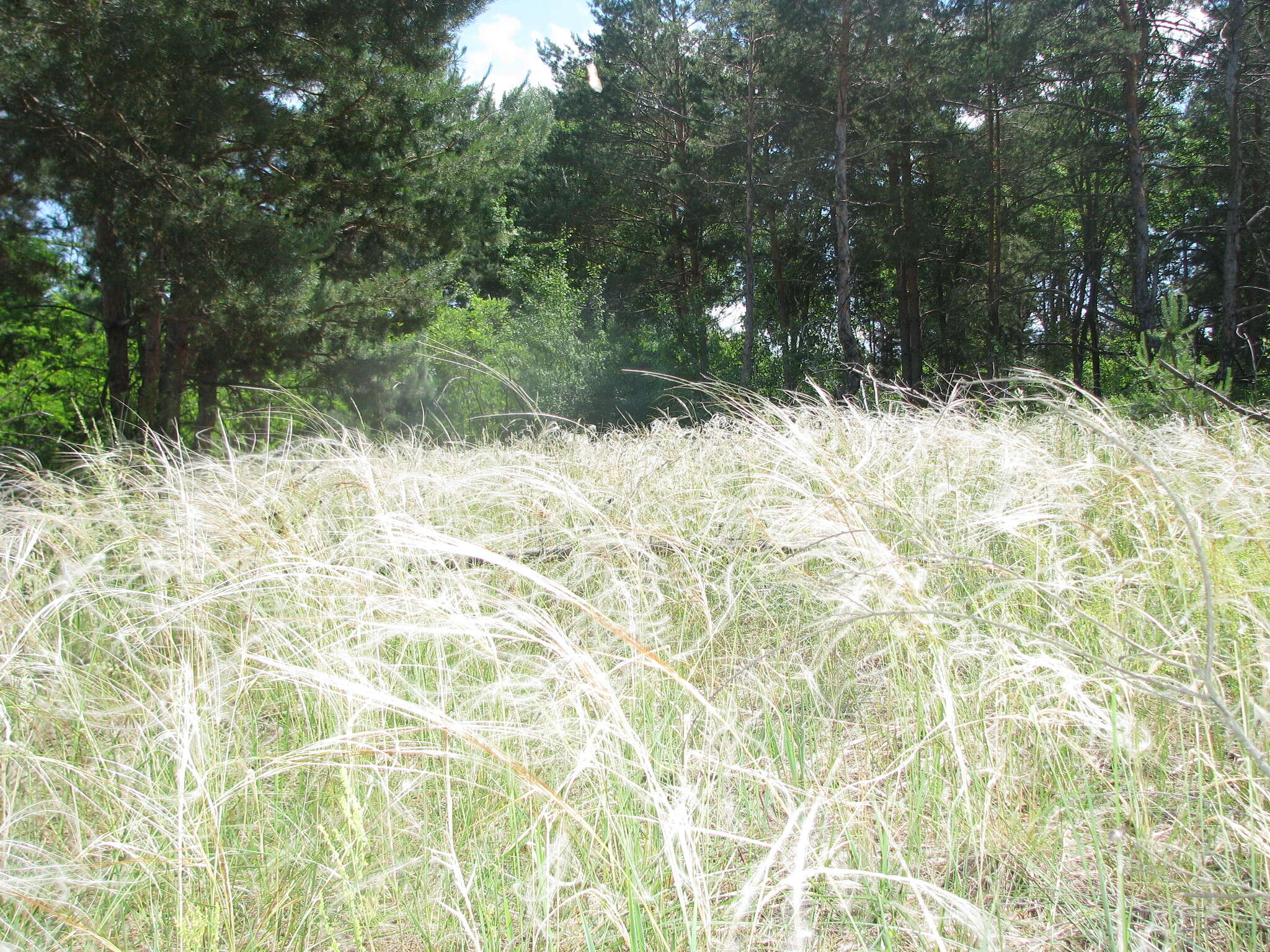 Image of Stipa pennata subsp. sabulosa (Pacz.) Tzvelev