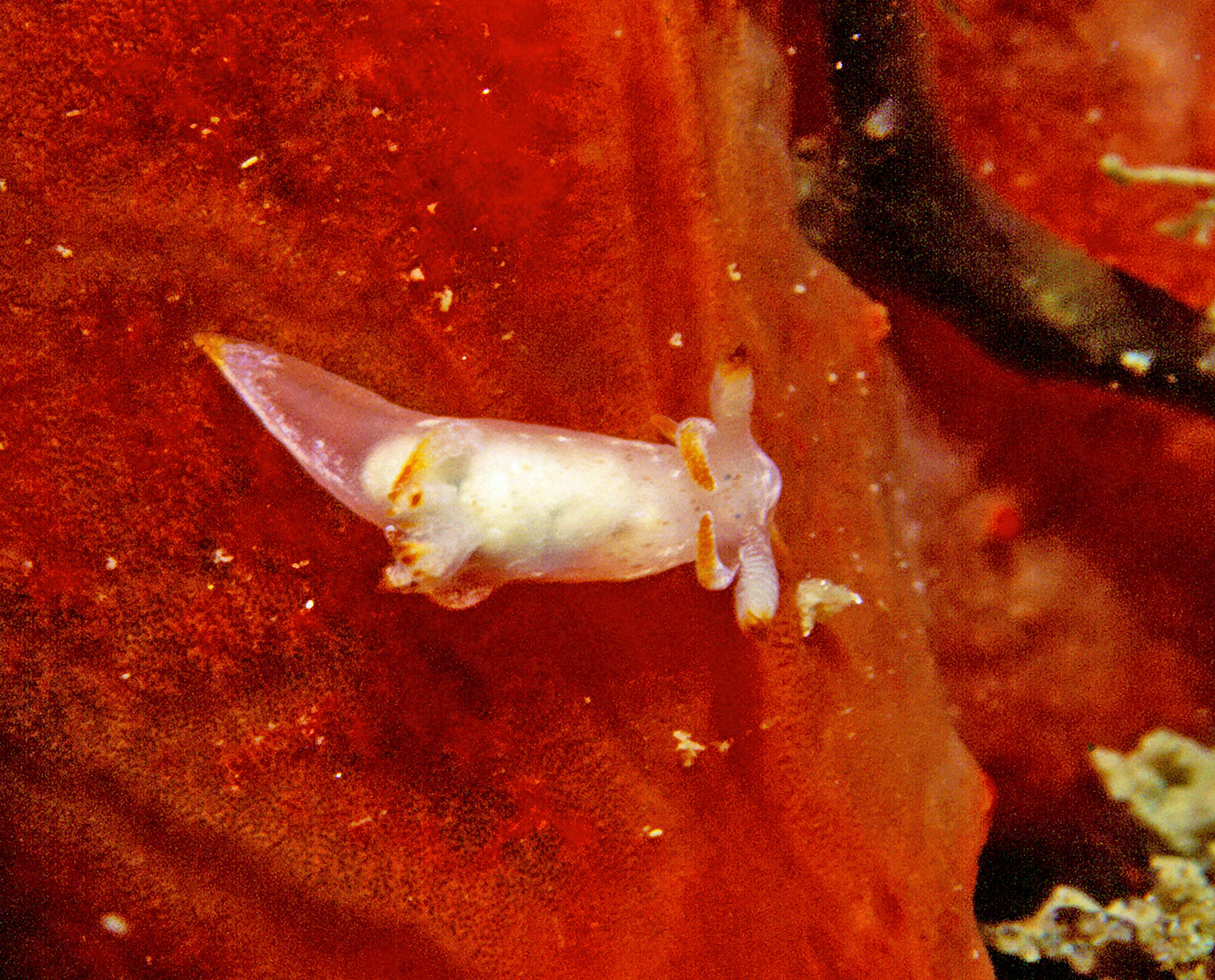 Image of Trapania fusca (Lafont 1874)