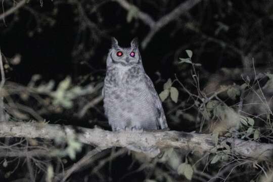 Image of Greyish Eagle-Owl