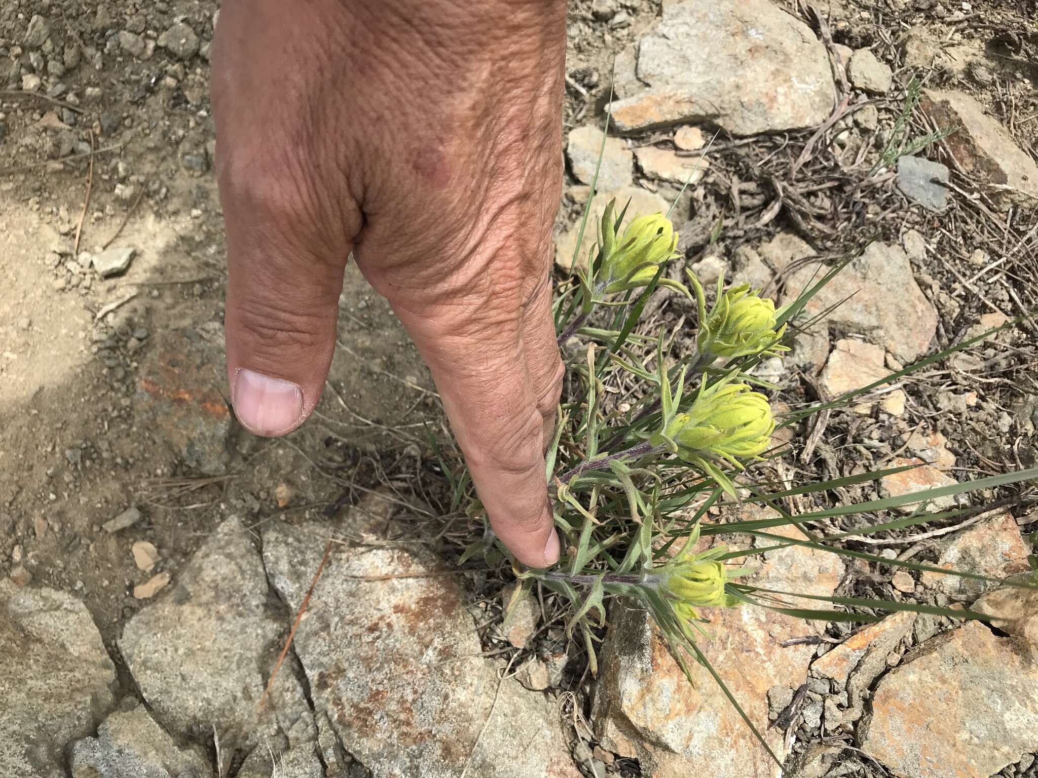 Image of cobwebby Indian paintbrush