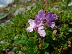 Слика од Rhododendron redowskianum Maxim.