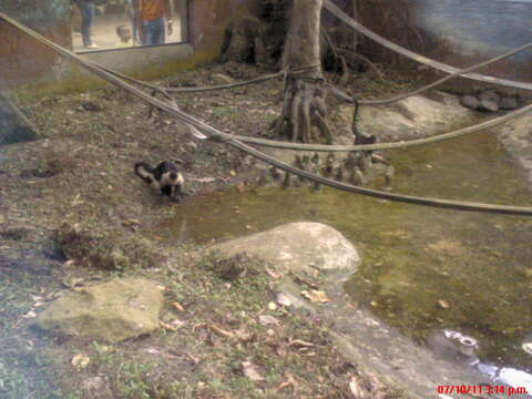 Image of white-faced capuchin