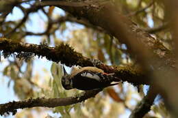 Image of Himalayan Woodpecker