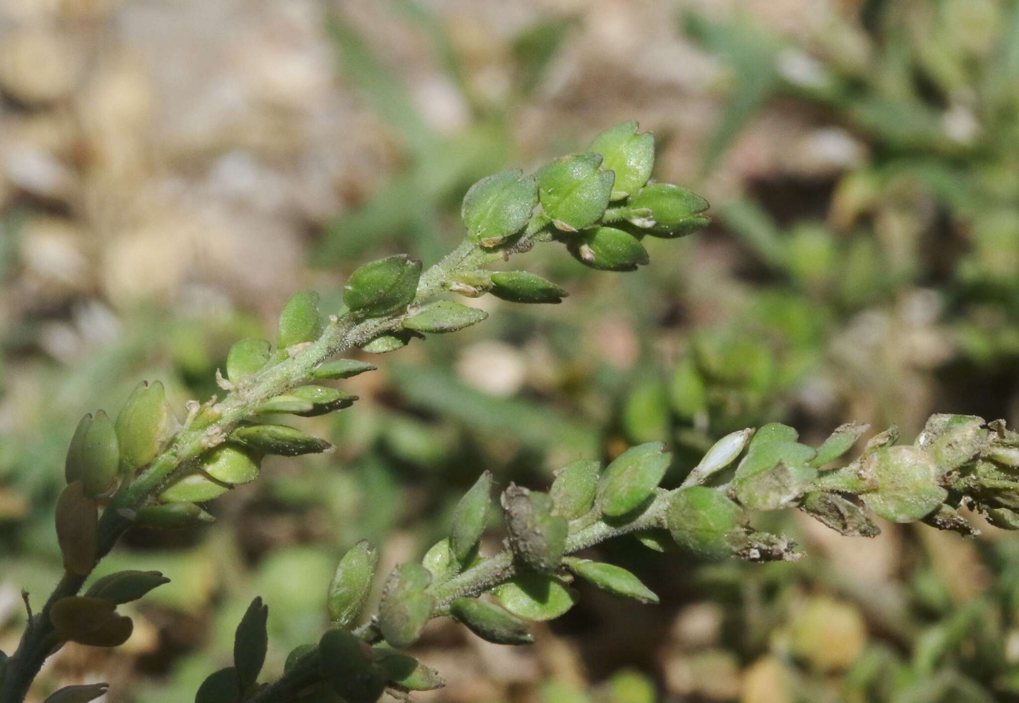 Image of upright pepperweed