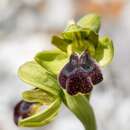 Image of Ophrys fusca subsp. fusca