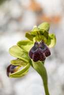 Image of Ophrys fusca subsp. fusca