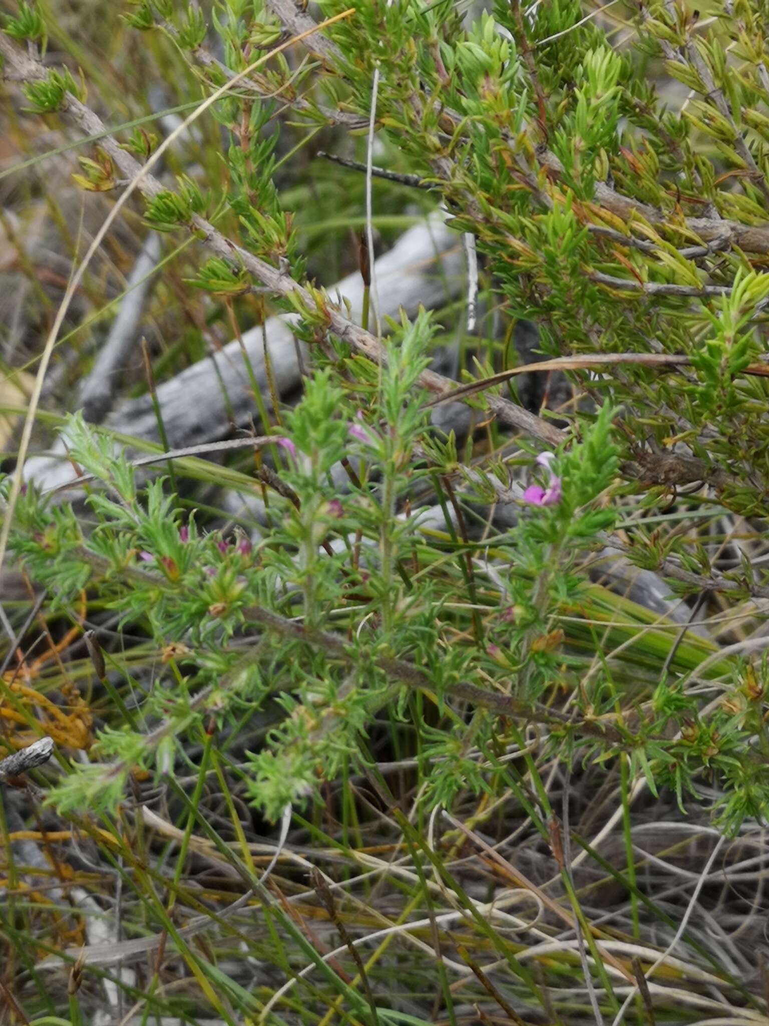 Image of Muraltia rubeacea Eckl. & Zeyh.