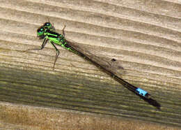 Image of Eastern Forktail