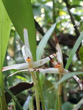 Image of Maxillaria weberbaueri Schltr.