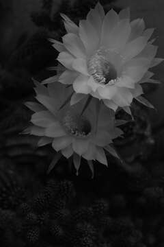 Image of Echinopsis oxygona