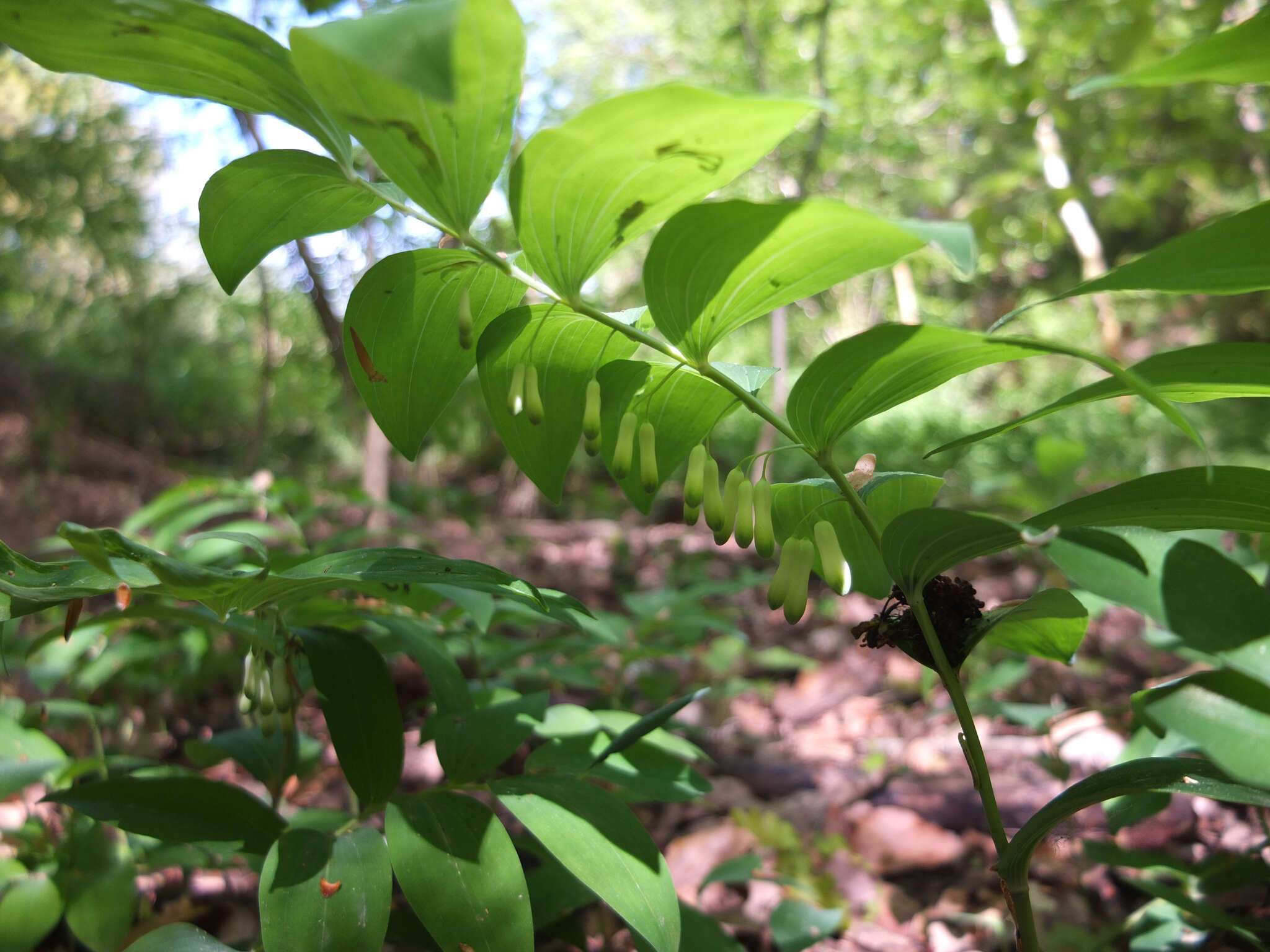 Слика од Polygonatum multiflorum (L.) All.