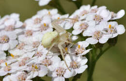 Image of Flower Crab Spiders