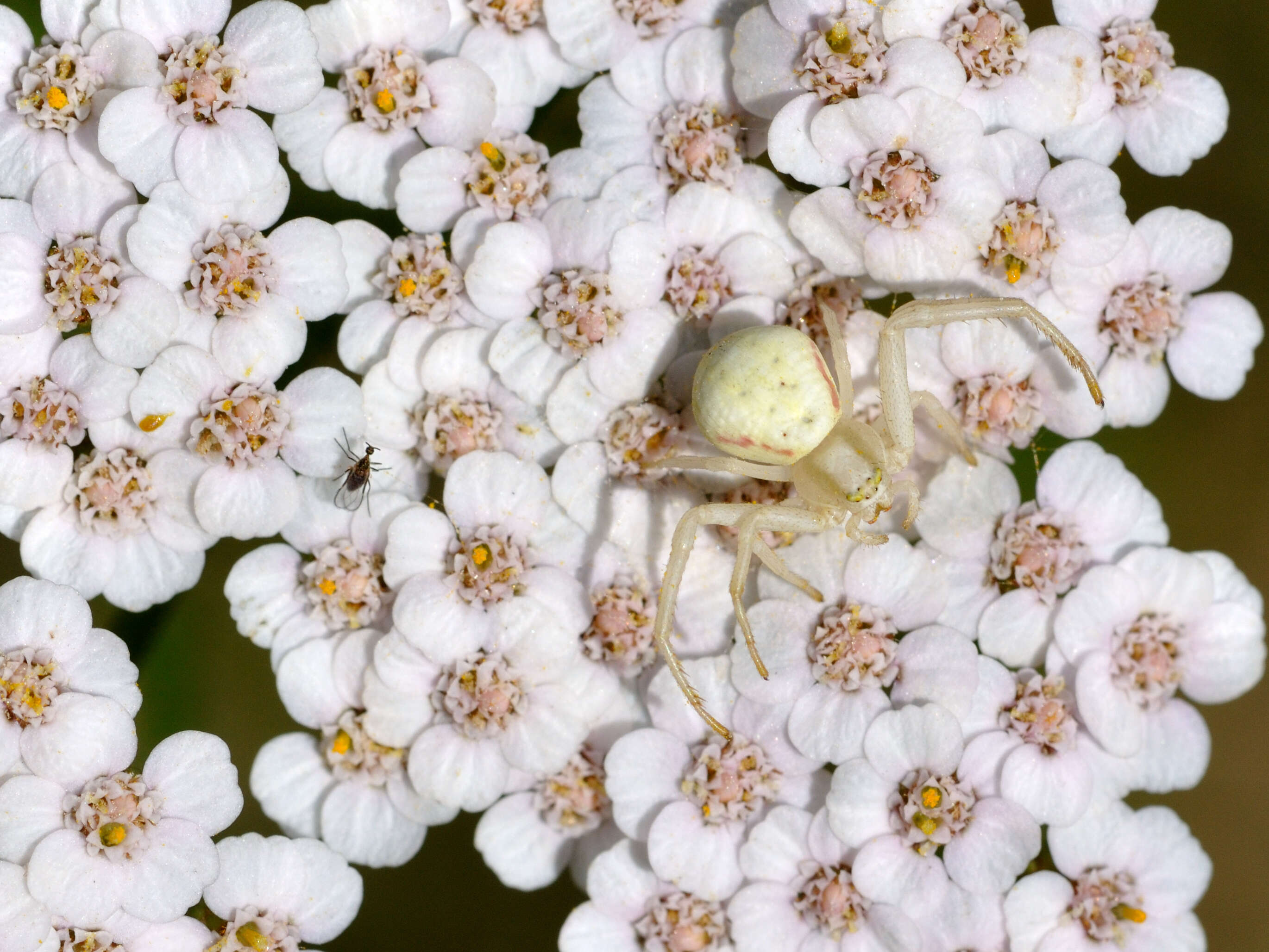 Image of Flower Crab Spiders