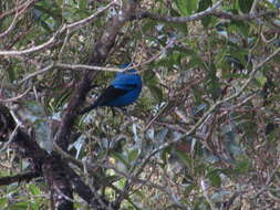 Image of Blue-and-black Tanager