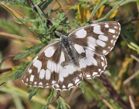 Image of marbled white