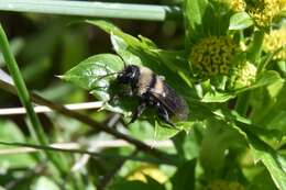 Image of Andrena transnigra Viereck 1904