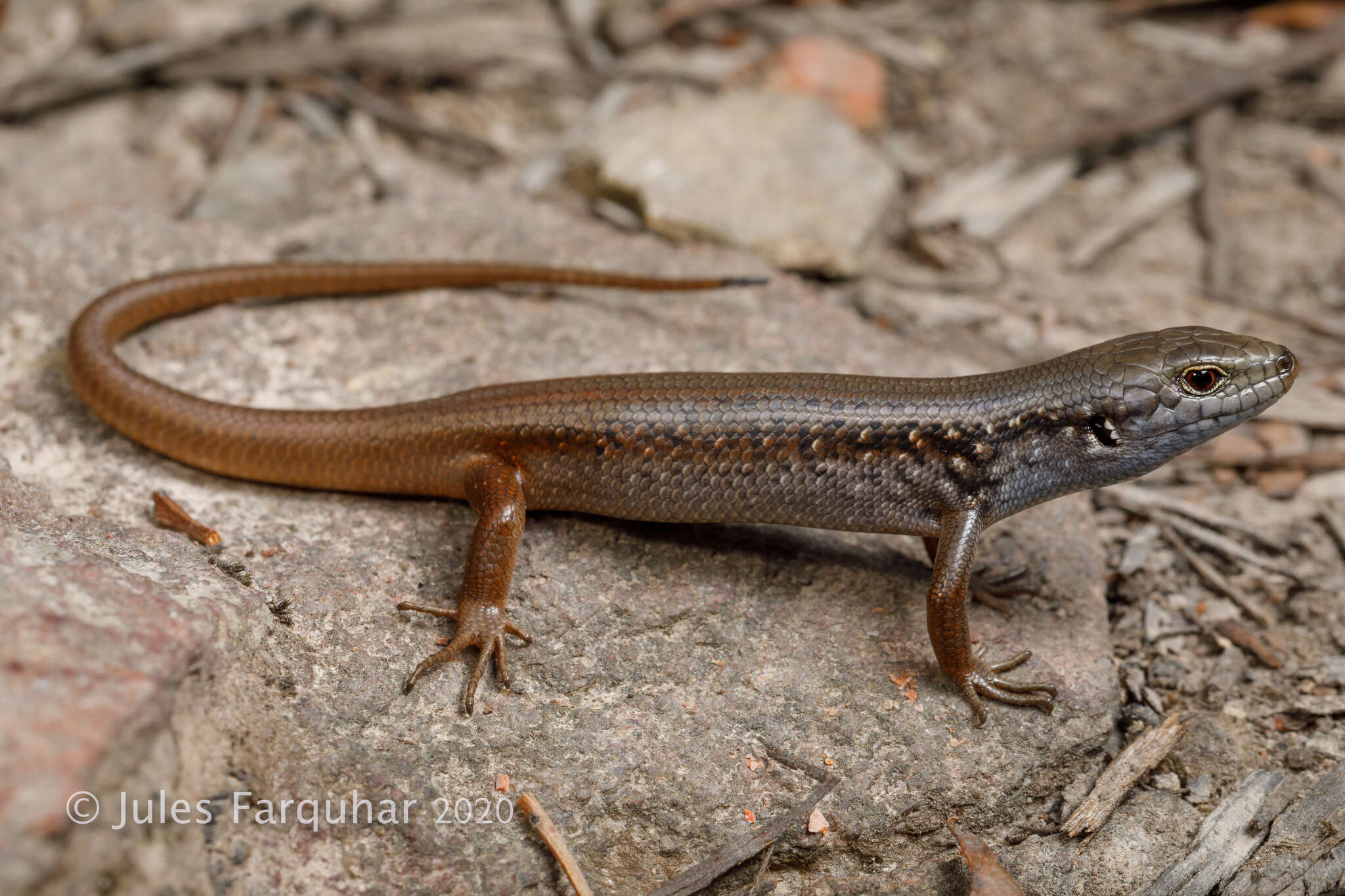 Image of Liopholis montana (Donnellan, Hutchinson, Dempsey & Osborne 2002)