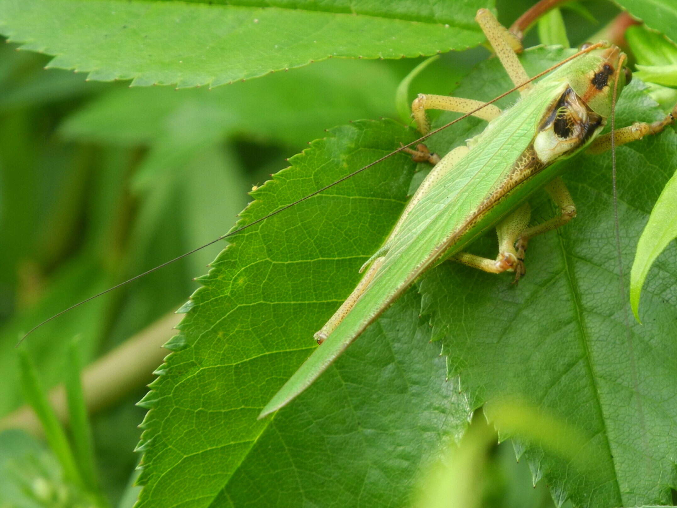 Image of Great green bushcricket