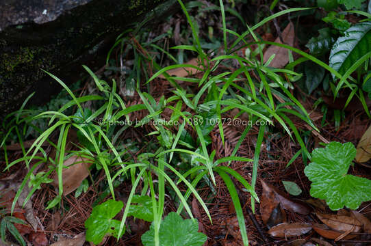 Image de Pteris actiniopteroides Christ