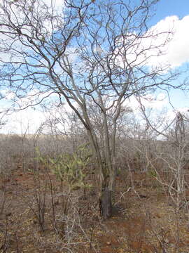 Image of Libidibia ferrea (Mart. ex Tul.) L. P. Queiroz