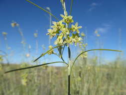 Sivun Gomphocarpus filiformis (E. Mey.) D. Dietr. kuva