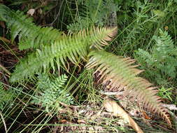 Image of Glossy Deer Fern