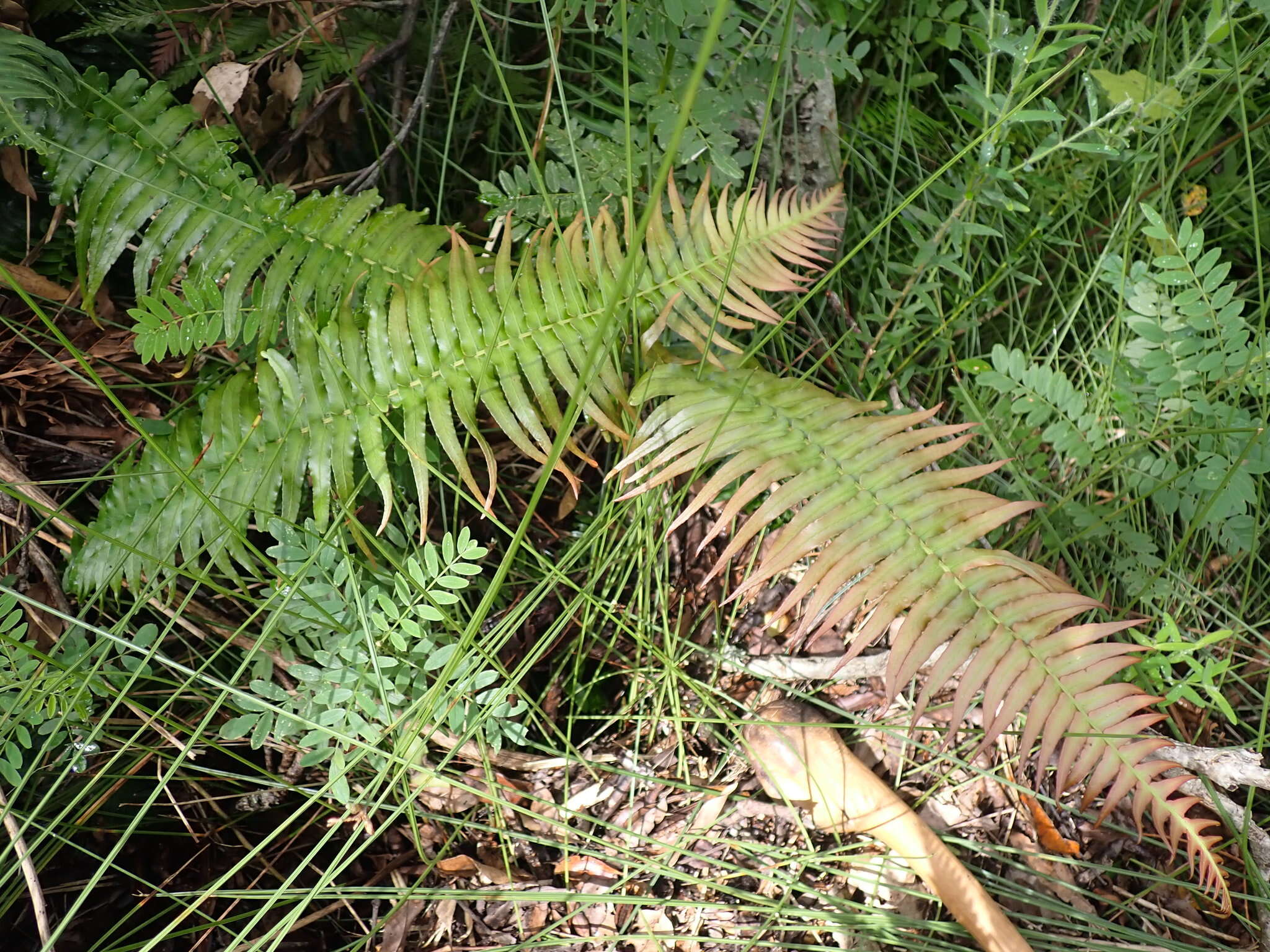 Image of Glossy Deer Fern