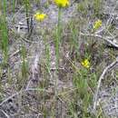 Image de Polygala cymosa Walt.