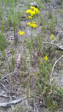 Image de Polygala cymosa Walt.