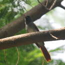 Image of Amur Paradise Flycatcher