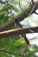 Image of Amur Paradise Flycatcher