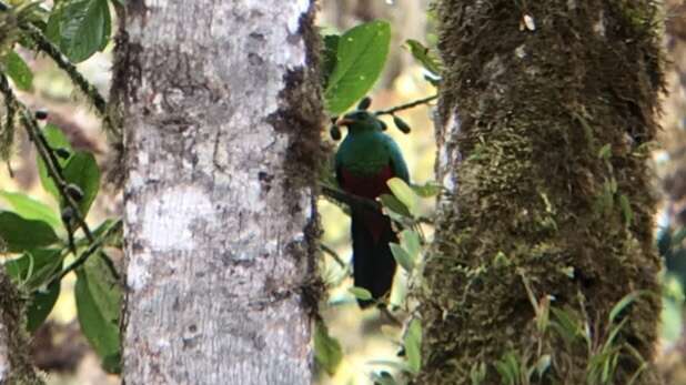 Image of Golden-headed Quetzal