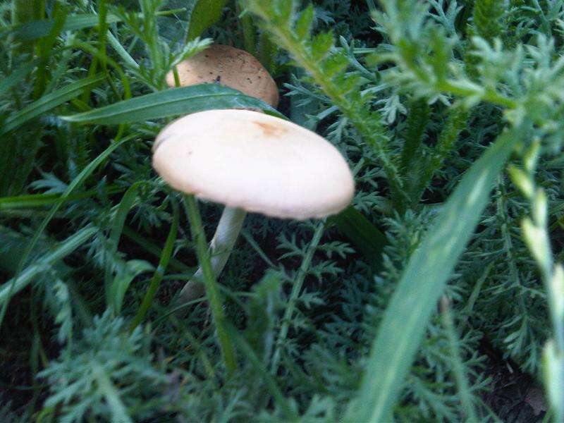 صورة Marasmius oreades (Bolton) Fr. 1836