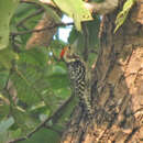 Image of Yellow-crowned Woodpecker