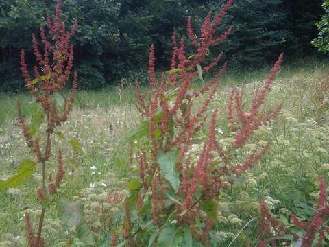 Imagem de Rumex obtusifolius L.