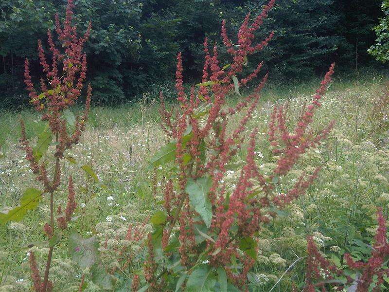 Imagem de Rumex obtusifolius L.