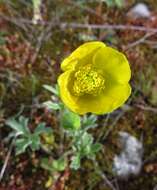 Image of Ranunculus psilostachys Griseb.