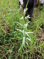 صورة Persicaria lanata (Roxb.) N. N. Tzvel.