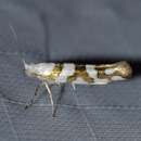 Imagem de Argyresthia calliphanes Meyrick 1913