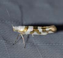 Image de Argyresthia calliphanes Meyrick 1913