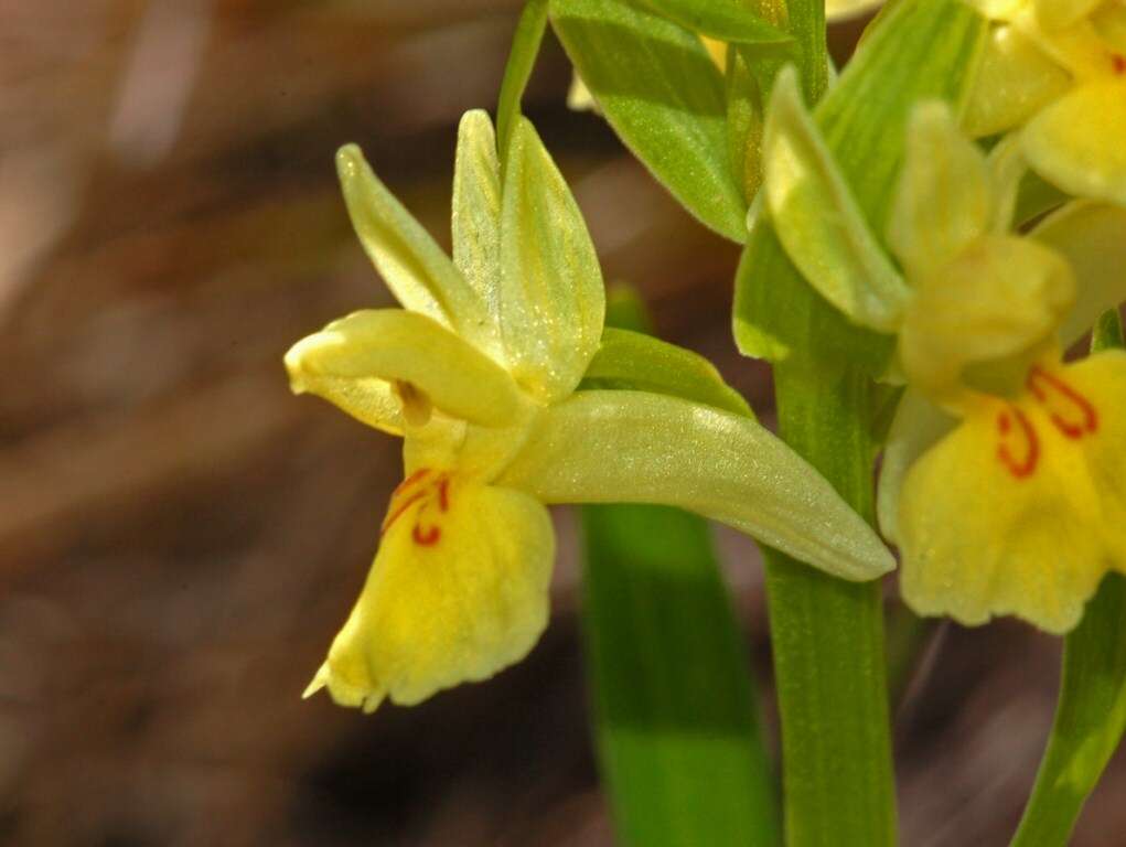 Image of Elder-flowered orchid