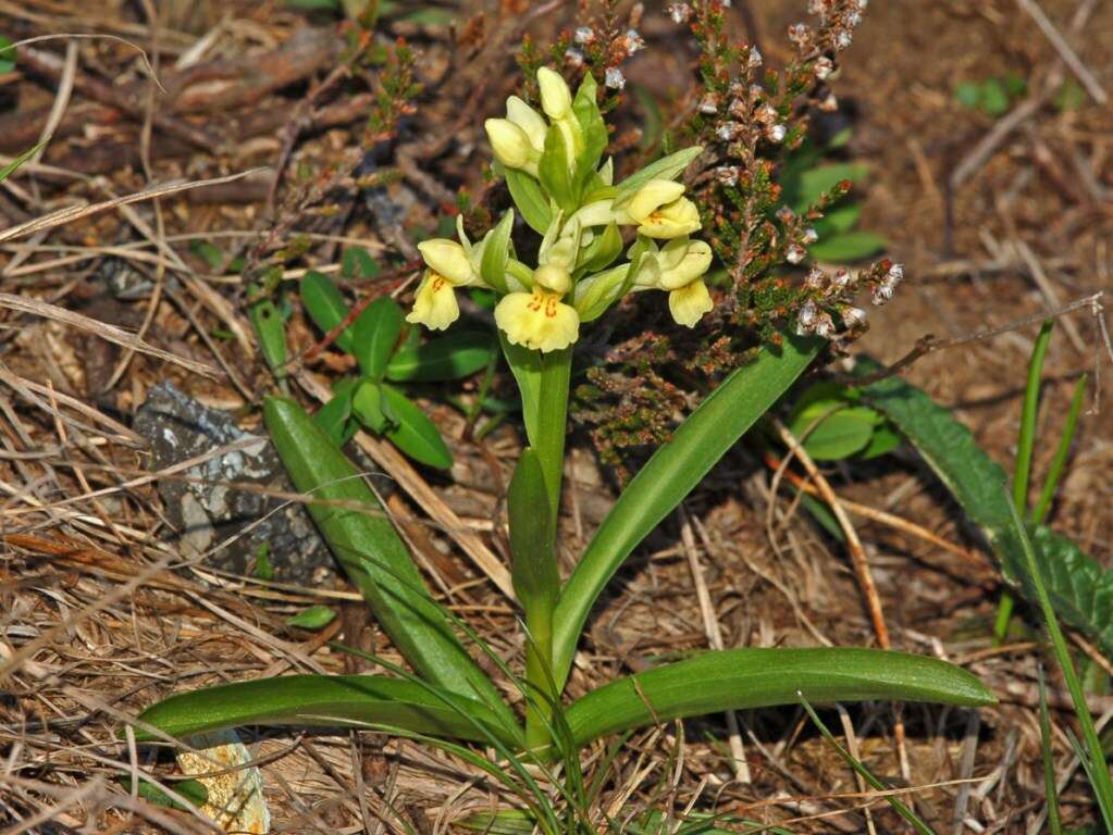 Image of Elder-flowered orchid