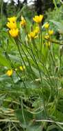 Image of Modoc hawksbeard